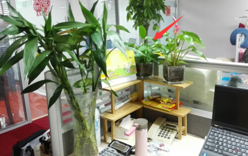 办公桌开运植物摆放 办公桌摆放植物禁忌